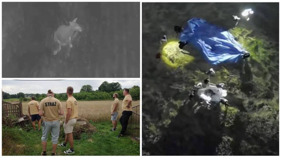 Kangur złapany! Przegrał z dronem i uporem druhów z Rozprzy. "Zwierzę jest całe i zdrowe" [Wideo, foto]